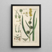 Botanical Manual Painting Pl77 - Christian Schkuhr — framed artwork on a wall