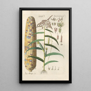 Botanical Manual Painting Pl78 - Christian Schkuhr — artwork view
