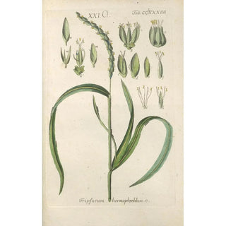 Botanical Manual Painting Pl79 - Christian Schkuhr — artwork view