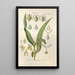 Botanical Manual Painting Pl80 - Christian Schkuhr — artwork view