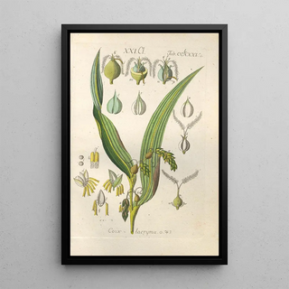 Botanical Manual Painting Pl80 - Christian Schkuhr — artwork view
