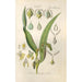 Botanical Manual Painting Pl80 - Christian Schkuhr — framed artwork on a wall