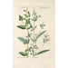 Botanical Manual Painting Pl81 - Christian Schkuhr — artwork view