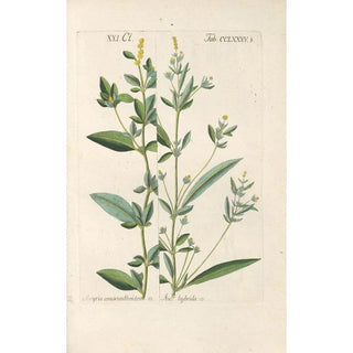 Botanical Manual Painting Pl81 - Christian Schkuhr — artwork view