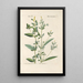 Botanical Manual Painting Pl81 - Christian Schkuhr — framed artwork on a wall