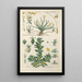 Botanical Manual Painting Pl82 - Christian Schkuhr — artwork view