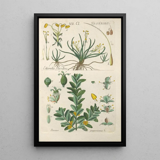 Botanical Manual Painting Pl82 - Christian Schkuhr — artwork view