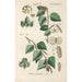 Botanical Manual Painting Pl83 - Christian Schkuhr — artwork view