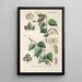 Botanical Manual Painting Pl83 - Christian Schkuhr — framed artwork on a wall