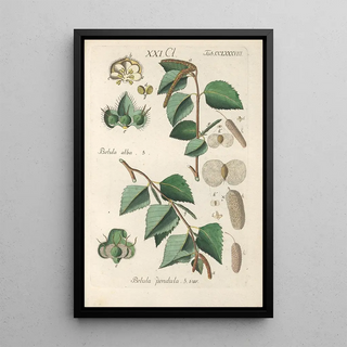Botanical Manual Painting Pl83 - Christian Schkuhr — framed artwork on a wall