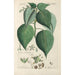 Botanical Manual Painting Pl84 - Christian Schkuhr — artwork view