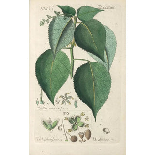 Botanical Manual Painting Pl84 - Christian Schkuhr — artwork view