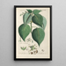Botanical Manual Painting Pl84 - Christian Schkuhr — framed artwork on a wall