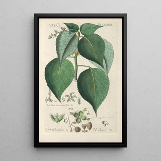 Botanical Manual Painting Pl84 - Christian Schkuhr — framed artwork on a wall