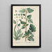 Botanical Manual Painting Pl85 - Christian Schkuhr — artwork view