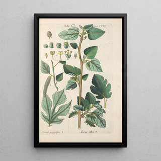 Botanical Manual Painting Pl85 - Christian Schkuhr — artwork view