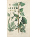 Botanical Manual Painting Pl85 - Christian Schkuhr — framed artwork on a wall