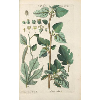 Botanical Manual Painting Pl85 - Christian Schkuhr — framed artwork on a wall