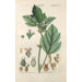 Botanical Manual Painting Pl86 - Christian Schkuhr — artwork view