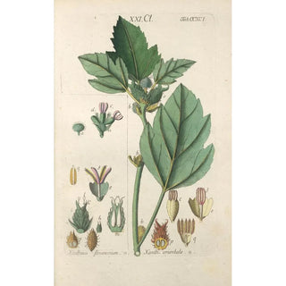 Botanical Manual Painting Pl86 - Christian Schkuhr — artwork view