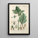 Botanical Manual Painting Pl86 - Christian Schkuhr — framed artwork on a wall