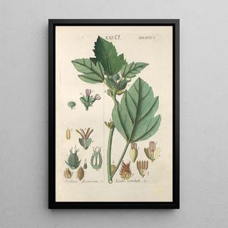 Botanical Manual Painting Pl86 - Christian Schkuhr — framed artwork on a wall