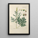 Botanical Manual Painting Pl87 - Christian Schkuhr — artwork view