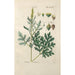 Botanical Manual Painting Pl87 - Christian Schkuhr — framed artwork on a wall