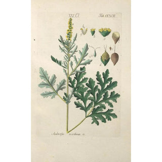 Botanical Manual Painting Pl87 - Christian Schkuhr — framed artwork on a wall