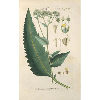 Botanical Manual Painting Pl88 - Christian Schkuhr — artwork view