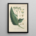Botanical Manual Painting Pl88 - Christian Schkuhr — framed artwork on a wall
