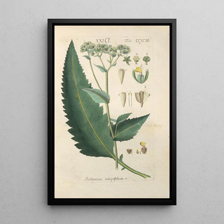 Botanical Manual Painting Pl88 - Christian Schkuhr — framed artwork on a wall
