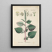 Botanical Manual Painting Pl89 - Christian Schkuhr — artwork view