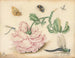 A rose and five insects - Christoffel van den Berghe — artwork view