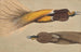 Two Paradise Birds, a male and a female - Christoph Amberger — artwork view