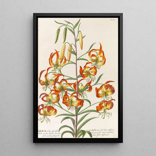 Reproduction of the painting Plant Selectae Painting - Christoph Jakob Trew