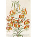 Reproduction of the painting Plant Selectae Painting - Christoph Jakob Trew