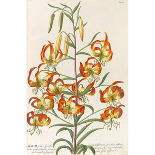 Reproduction of the painting Plant Selectae Painting - Christoph Jakob Trew