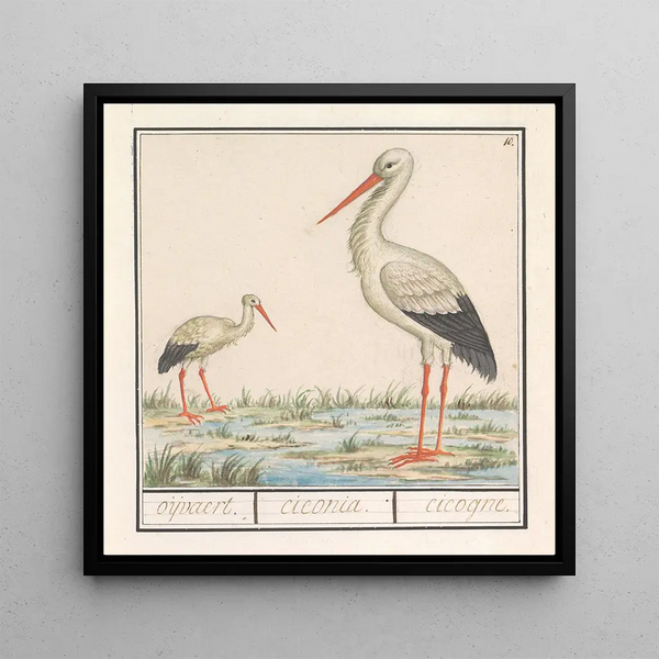 Stork Ciconia ciconia - Anselmus Botius de Boodt — framed artwork on a wall