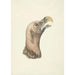 Head of a Hooded Vulture Otogyps auricularis Daud - Circle of François Levaillant — artwork view
