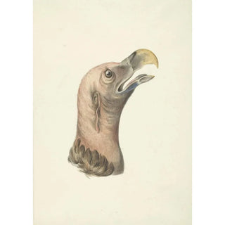 Head of a Hooded Vulture Otogyps auricularis Daud - Circle of François Levaillant — artwork view