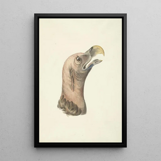 Head of a Hooded Vulture Otogyps auricularis Daud - Circle of François Levaillant — framed artwork on a wall