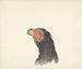 Head of Vulture - Circle of François Levaillant — artwork view