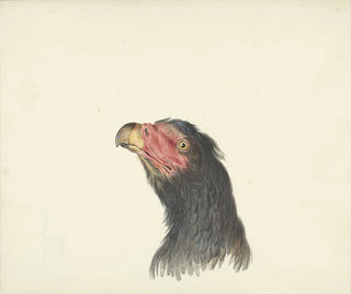 Head of Vulture - Circle of François Levaillant — artwork view