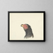 Head of Vulture - Circle of François Levaillant — framed artwork on a wall