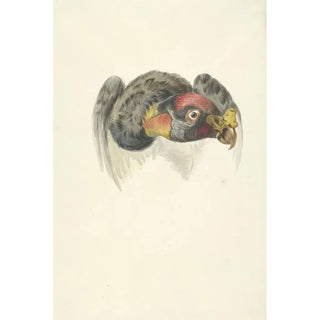 Tête d'un vautour pape Sarcoramphus papa - Cercle de François Levaillant — artwork view