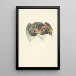 Tête d'un vautour pape Sarcoramphus papa - Cercle de François Levaillant — framed artwork on a wall