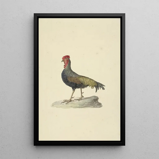 Circle of Franois Levaillant - Sonnerats hoen.webp