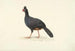 Black Running Bird with Short, Thick Red Beak - Circle of François Levaillant — artwork view