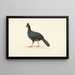 Black Running Bird with Short, Thick Red Beak - Circle of François Levaillant — framed artwork on a wall